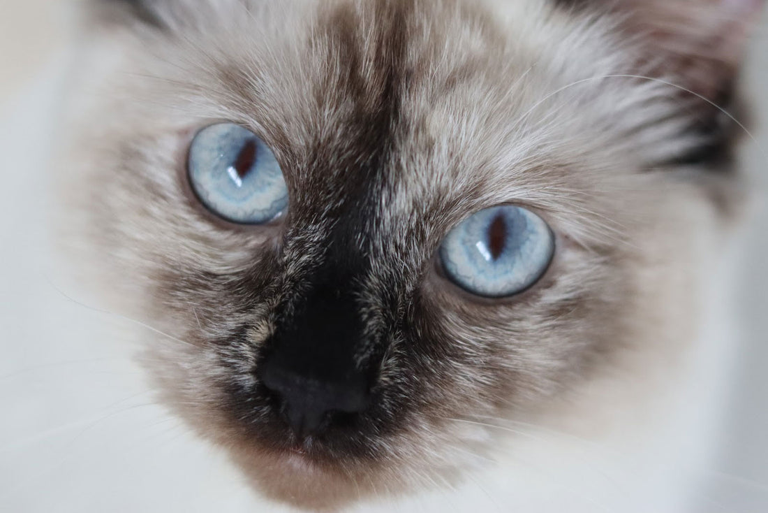 alles over ragdolls