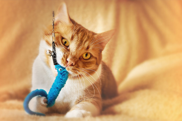 5 tips om je kat actief en in beweging te houden