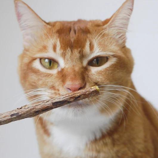 Matatabi Zen Kauwstokjes voor Katten