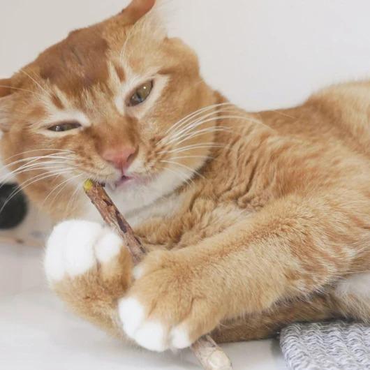 Matatabi Zen Kauwstokjes voor Katten