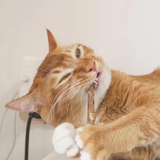 Matatabi Zen Kauwstokjes voor Katten