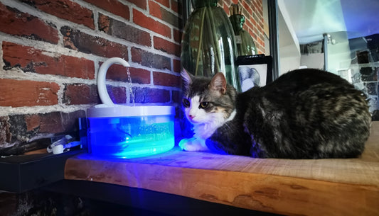 FreshAqua Drinkfontein 2.0: De Beste Keuze voor een Gezonde Kat