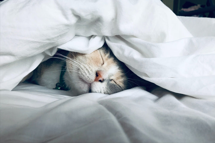 Je kat warm houden in de winter - De Ultieme Gids