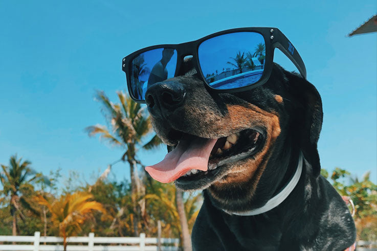 Kunnen honden verbranden in de zon? 4 tips om verbranding bij je hond te voorkomen