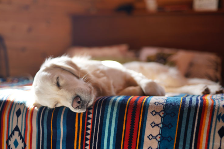 6 tips om je hond 's nachts beter te laten slapen